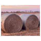 20-OAT ROUND BALES MATURE WITH GRAIN , 1,300 LB
