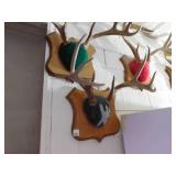 Mounts (7) - on east wall