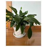 Live Peace Lily Plant