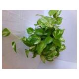 Live Pothos Plant in 6" plastic pot