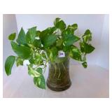 Live Pothos Plant in 6" plastic pot