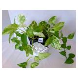 Live Pothos Plant in 6" plastic pot