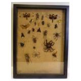 Insect Collection Shadow Box w/Multiple Dried Bugs