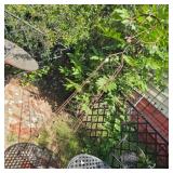 66' Metal Trellis Stand w/round Orb & arrow
