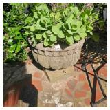 Large Concrete Vintage Planter w/sedum already