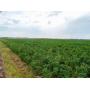 9/22 AUSTIN TRUSTS AUCTION South Haven KS