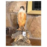 Porcelin Hawk Statue; 12" tall