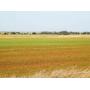 160± ACRES * BLAINE COUNTY, OKLAHOMA