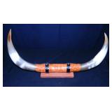 Cow Horns mounted on Wood, 21½" Length