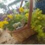 Smith Greenhouse