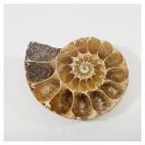 Ammonite Fossil 1.25' long Mollusk