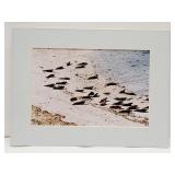 Photo of Seals on a Beach 8.5 x 11