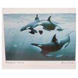 Orca Killer WHALES AT BLACKFISH SOUND Bruce Muir