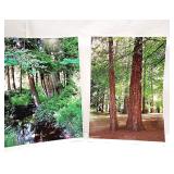 2 Nature Photographs 13 x 18'