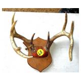Whitetail Rack w/1934 Tag Whitetail Rack w/1934 Tag