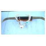 26 Inch Bull/Deer Horns