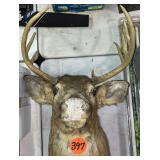 Deer Head