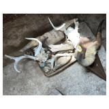 Assorted Horns