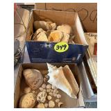 (2) Boxes Seashells