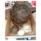 Turtle Shells