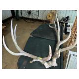 Elk Antlers