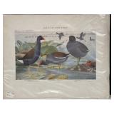 Birds of New York print "American Coot"