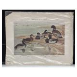 Vintage Print Birds of New York
