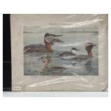Vintage Print " Birds on New York"