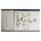 Vintage plant specimen mounted on a page