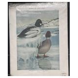 Vintage Artwork Birds of New York Print