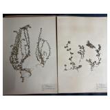 Vintage plant specimen mounted on a page