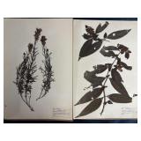 Vintage plant specimen mounted on a page