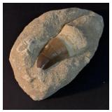 MOSASAUR TOOTH IN MATRIX