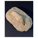 Dinosaur tooth IN MATRIX