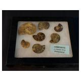 AMMONITE FOSSIL