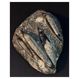 Orthoceras Fossil Plate: Devonian Black Marble