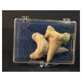 shark teeth