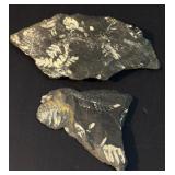 Fern Fossils