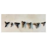 Fossilized Shark Teeth