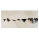 SHARk TOOTH FOSSIL