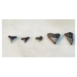 SHARk TOOTH FOSSIL