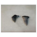 SHARk TOOTH FOSSIL