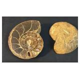 Natural Ammonite Spiral Fossil Shell Madagascar