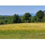 36 +/- acres in Blue Ridge Foothills