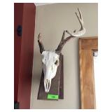 EUROPEAN DEER MOUNT