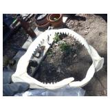 SHARK JAW BONE