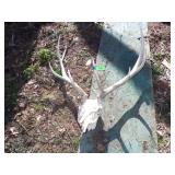ELK SKULL / EUROPEAN MOUNT  38" x 49"