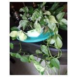 MARBLE QUEEN POTHOS