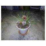 YUCCA PLANT?