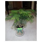 NORFOLK PINE